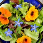 Große Kapuzinerkresse in der Küche օգտագործ?