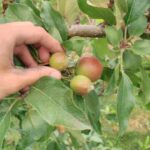 Obstbäume ausdünnen: Warum und wie?