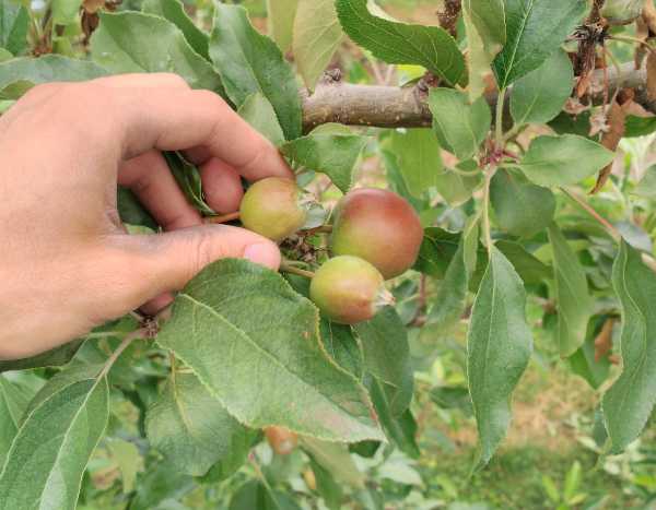 Obstbäume ausdünnen: Warum und wie?
