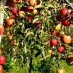 Welcher Dünger für Obstbäume?