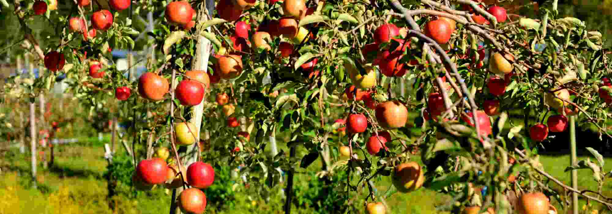 Welcher Dünger für Obstbäume?
