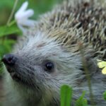 Igel im Garten: Helfer für die Biodiversität