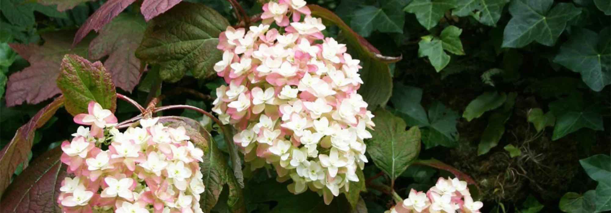 Strauch-Hortensie auswählen?