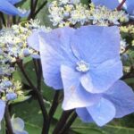 7 wunderschöne Tellerhortensien-Sorten