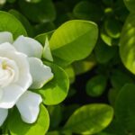 Krankheiten und Schädlinge der Gardenie