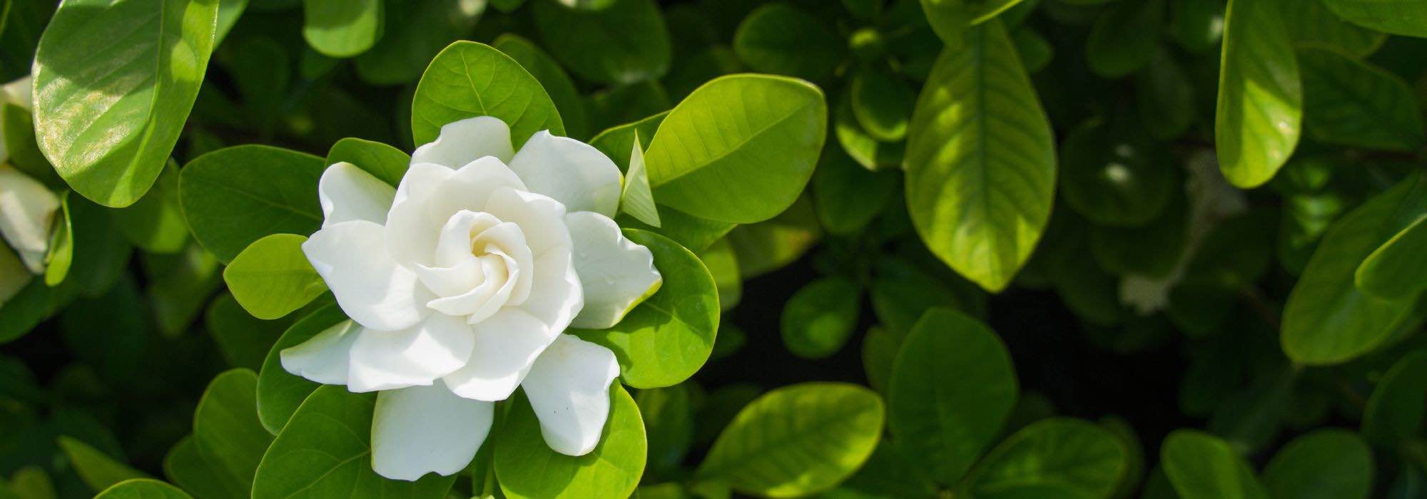 Krankheiten und Schädlinge der Gardenie