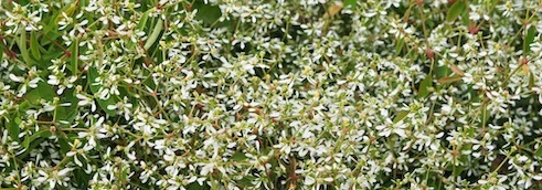 Selbstreinigende Blumen: pflegeleichter Garten