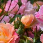5 zweifarbige Rosen für eleganten, originellen Garten