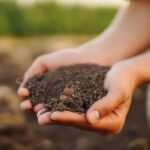 Natürliche Dünger für den Garten: unsere Lösungen