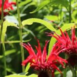 Beste aromatische Stauden für schönen, nützlichen Garten