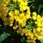 Duftende Stauden für mehr Gartenduft!