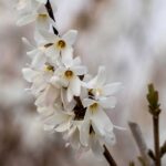 Schneeforsythie pflanzen und pflegen