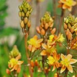 Bulbine pflanzen, kultivieren und pflegen