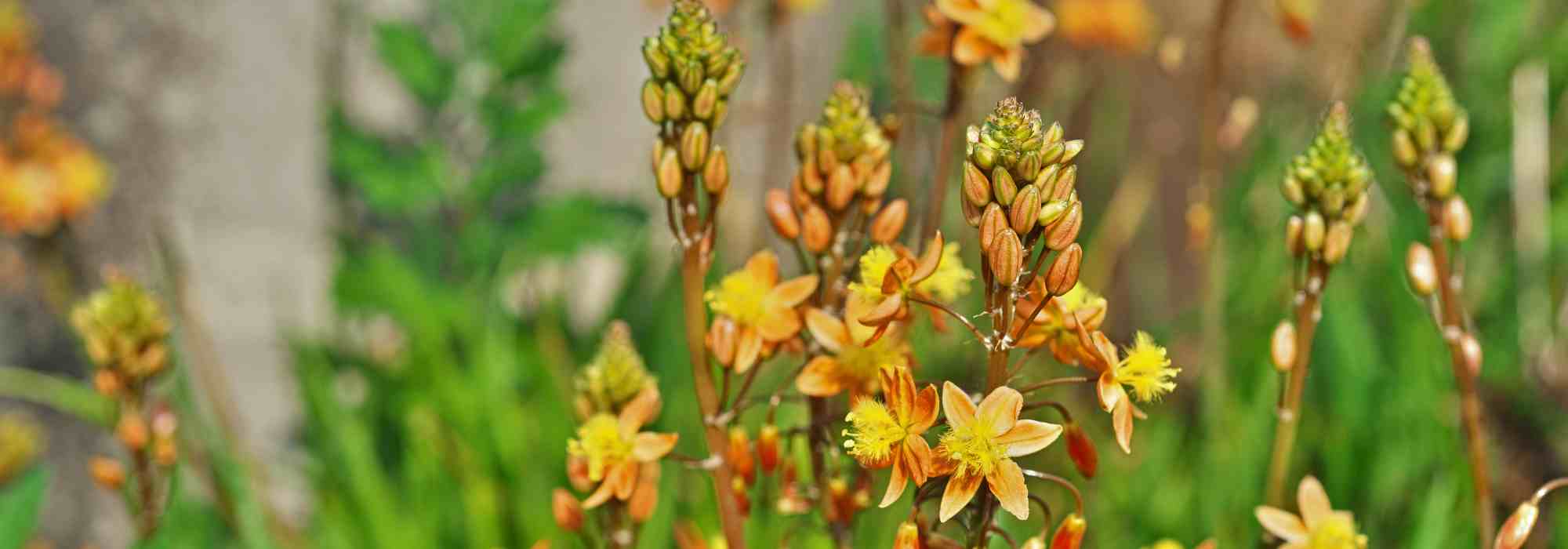 Bulbine pflanzen, kultivieren und pflegen