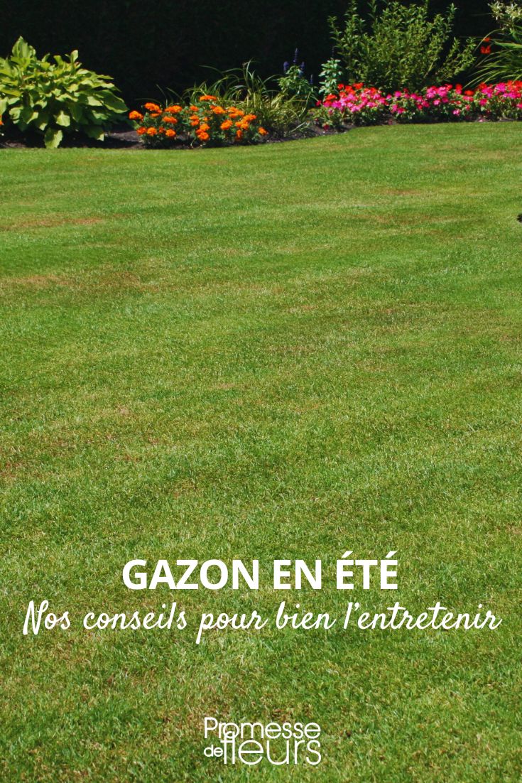 Rasenpflege in der Sommerzeit