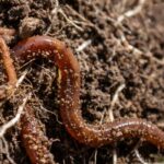 Bodenleben erklärt: Seine Rolle im Gartenverstehen