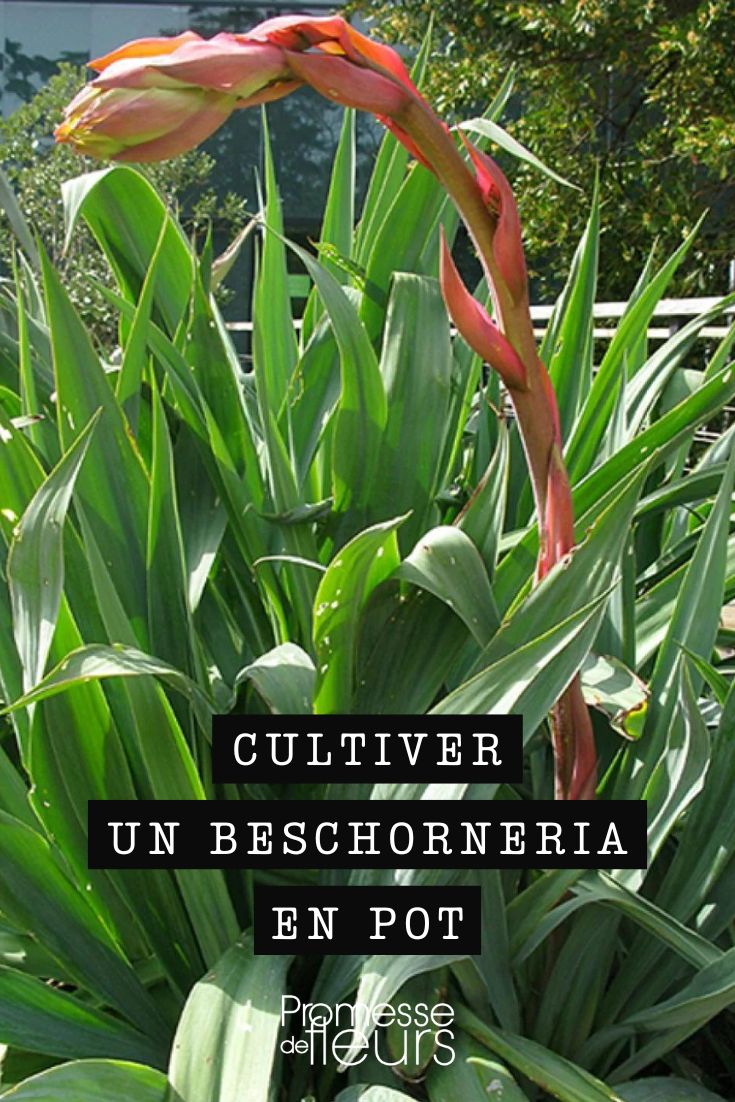 Tipps zur Kultivierung von Beschorneria im Topf