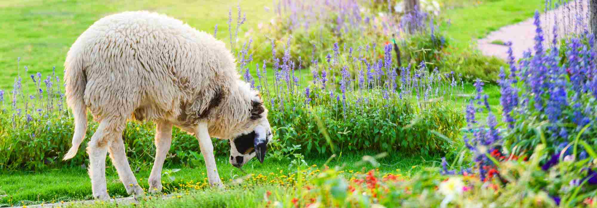 Öko-Weide: Welche Tiere fürs Grundstück?