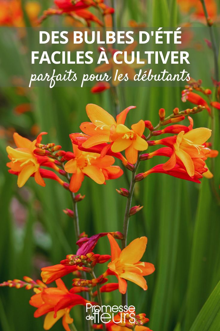Hier ist die deutsche Übersetzung des Begriffs "crocosmias":

Crocosmien

(Anmerkung: Der botanische Name "Crocosmia" wird im Deutschen oft beibehalten, aber die gängige deutsche Bezeichnung ist "Montbretie". Je nach Kontext könnte auch "Montbretien" verwendet werden.)