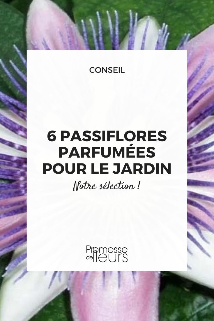 Passionsblume 'Perfume Passion'