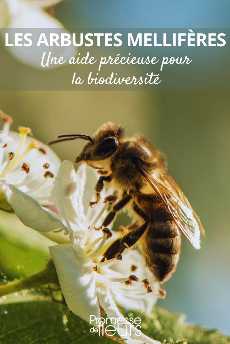 Biene und Weißdornblüten