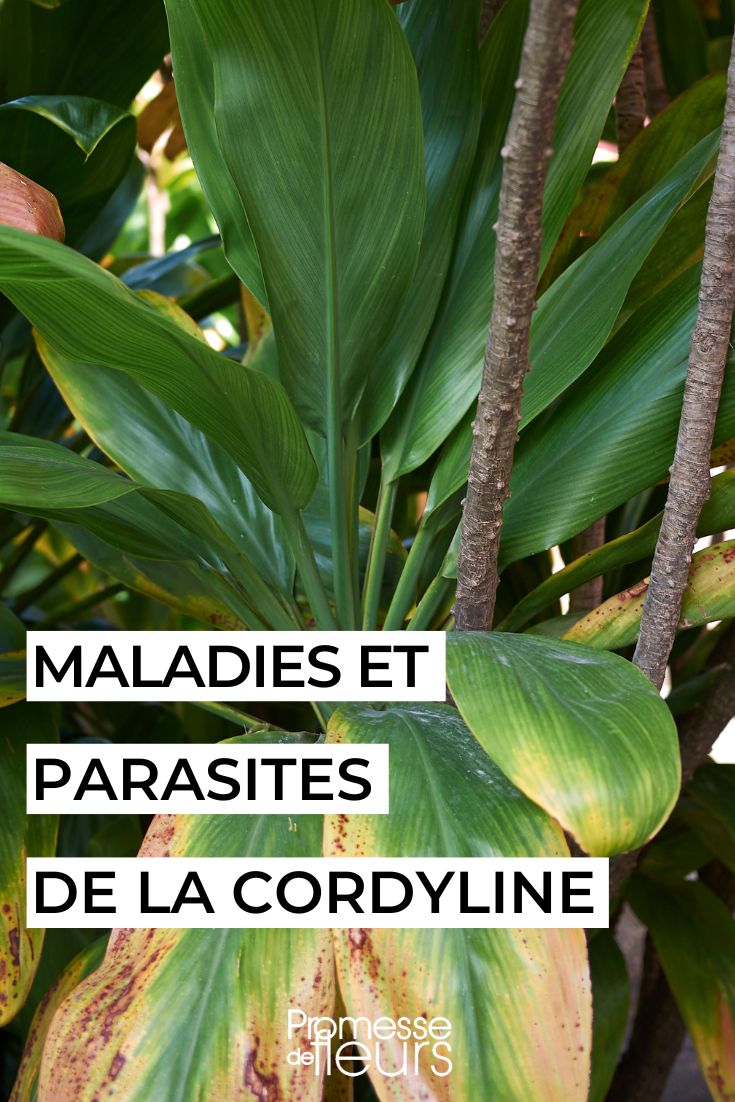 Pflege und Behandlung der Cordyline
