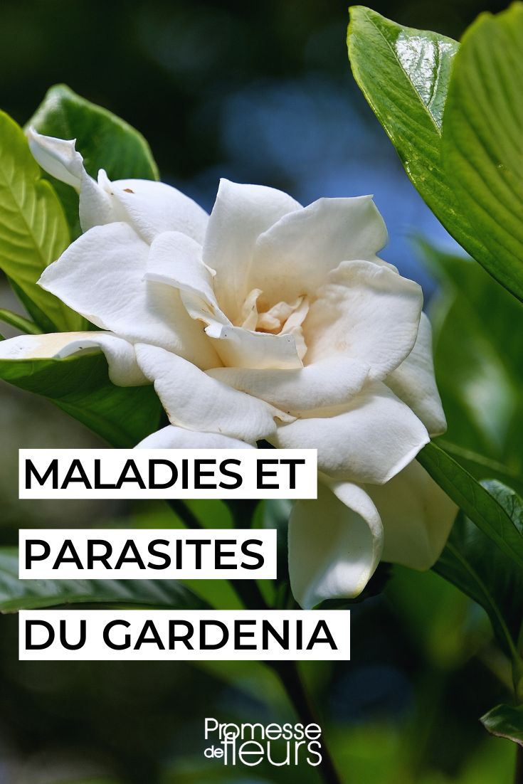# Gardenia pflegen

## Standort und Licht
Gardenien bevorzugen einen hellen Standort ohne direkte Mittagssonne. Ein Ost- oder Westfenster ist ideal. Die Temperatur sollte zwischen 18-24°C liegen. Vermeiden Sie Zugluft und plötzliche Temperaturschwankungen.

## Gießen und Luftfeuchtigkeit
- Halten Sie die Erde gleichmäßig feucht, aber nicht nass
- Verwenden Sie kalkfreies Wasser (Regenwasser oder abgekochtes Wasser)
- Hohe Luftfeuchtigkeit ist wichtig (50-60%)
- Besprühen Sie die Blätter regelmäßig oder stellen Sie eine Wasserschale daneben

## Düngen
Von März bis September alle 2 Wochen mit einem sauren Dünger (z.B. Rhododendrondünger) versorgen. Im Winter nicht düngen.

## Umtopfen
Alle 2-3 Jahre im Frühjahr in saure Erde (z.B. Azaleenerde) umtopfen. Der neue Topf sollte nur wenig größer sein als der alte.

## Schneiden
Nach der Blüte leicht zurückschneiden, um die Form zu erhalten. Verwelkte Blüten regelmäßig entfernen.

## Häufige Probleme
- Gelbe Blätter: Oft durch Kalk im Wasser oder Nährstoffmangel
- Knospenfall: Zu trockene Luft oder Temperaturschwankungen
- Schädlinge: Besonders Schildläuse und Spinnmilben

## Überwinterung
Hell bei 12-15°C. Weniger gießen, aber nicht austrocknen lassen. Nicht düngen.

Mit der richtigen Pflege wird Ihre Gardenia mit wunderschönen, duftenden Blüten belohnen!