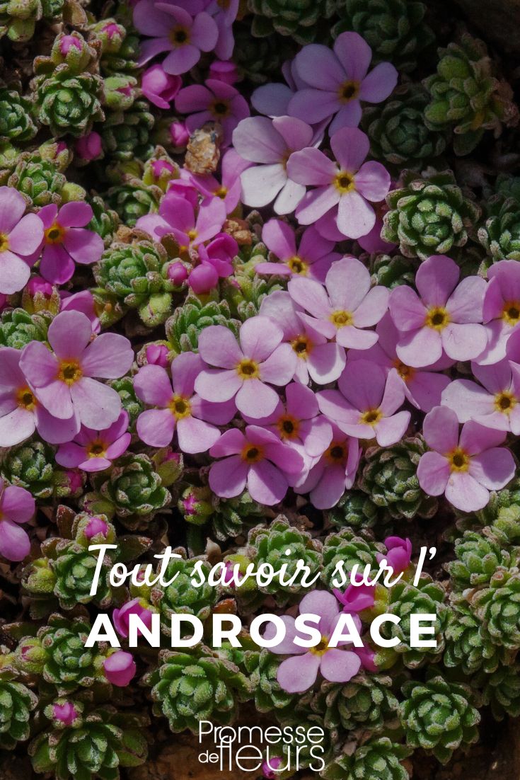 Androsace-Blüten