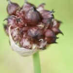 Knoblauch & Etagenzwiebel: mehrjähriger Anbau