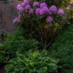 Schattengarten: 6 Tipps vom Landschaftsgärtner