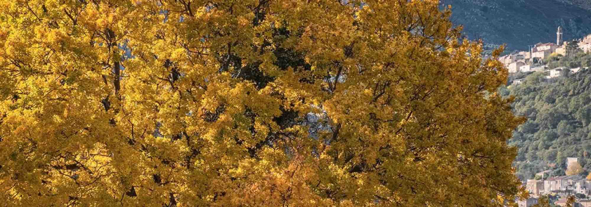 8 Zierbäume für kalkhaltigen Boden