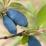Heckenkirsche: richtige Sorte für Ihren Garten?
