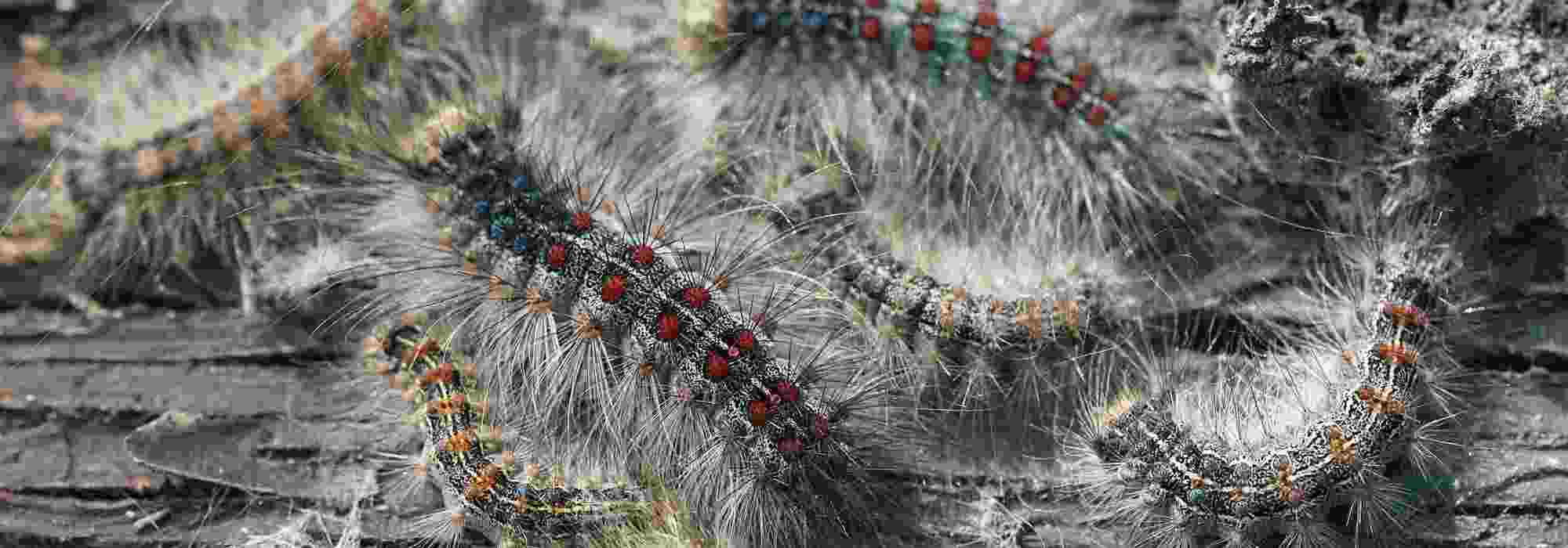 Bombyx: gefährlicher Baumschädling