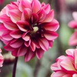 Mühelos gärtnern: Diese Sommerzwiebeln für Anfänger!