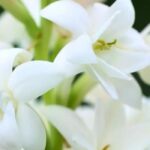 Zwiebeln für einen duftenden Sommergarten!