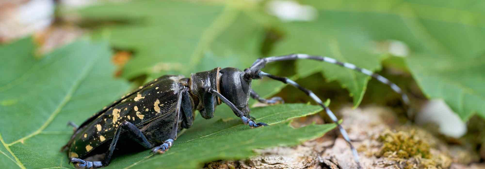 Asiatischer Laubholzbockkäfer: bedroht er unsere Bäume?