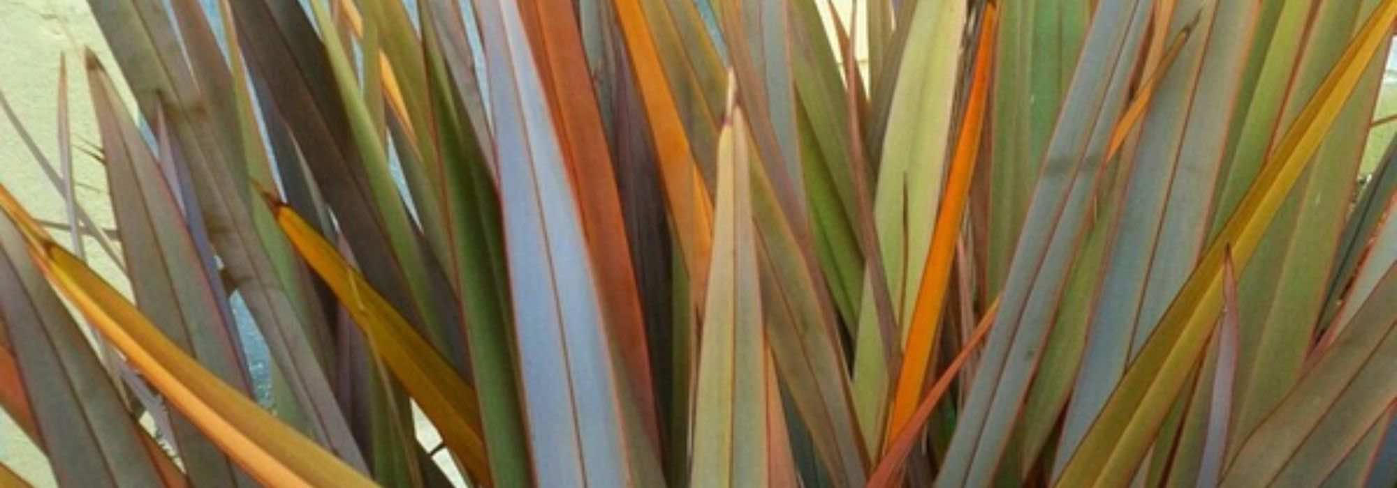 Phormium richtig auswählen?