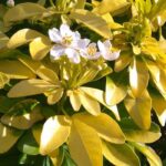 Orangenblume: bester Standort?