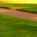 Rasen säen auf trockenem Boden: Welche Arten?