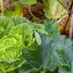 Vor- und Nachteile der Permakultur im Garten