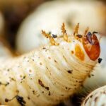 Rosenkäfer- oder Maikäferlarven: Unterschiede?