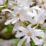 Bester Standort für eine Magnolie?