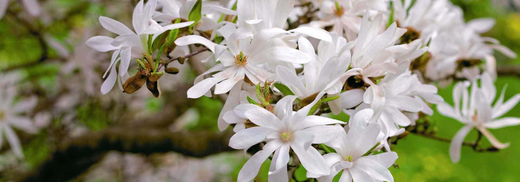 Bester Standort für eine Magnolie?