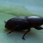Krankheiten und Parasiten der Beschorneria