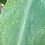 Krankheiten und Schädlinge der Cordyline