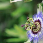 Bester Standort für die Passionsblume?