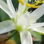 Die schönsten Passionsblumen mit weißen Blüten