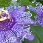 Passionsblume mit mauve- und violetten Blüten