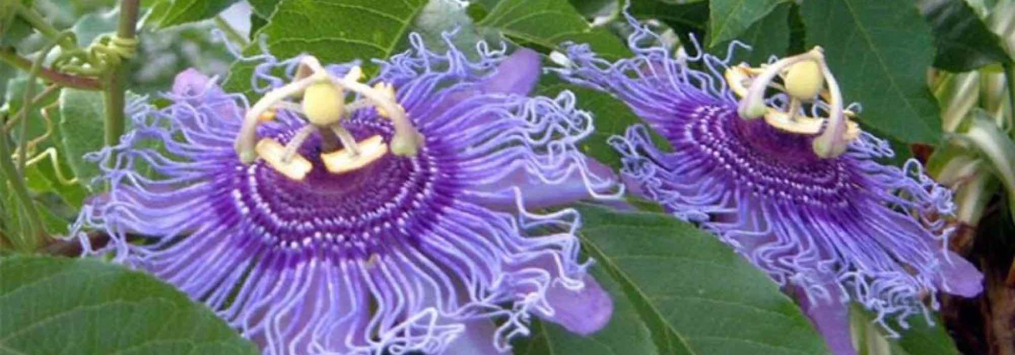Passionsblume mit mauve- und violetten Blüten