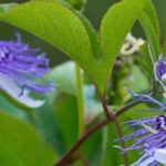 Die duftendsten Passionsblumen: Auswahl und Anbau